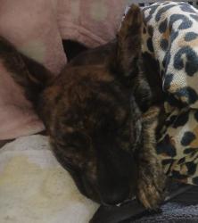 Lost Female Dog last seen Burgess Ave and Olive Ave , Columbus, OH 43204
