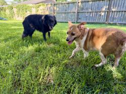 Reunited Unknown Dog last seen Keystone / Veritas, Nashville, TN 37211