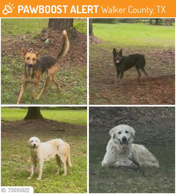 Found/Stray Unknown Dog last seen Olson Rd New Waverly, Walker County, TX 77358