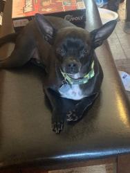 Lost Male Dog last seen Ehmler Lane down in the woods, Elsberry, MO 63343