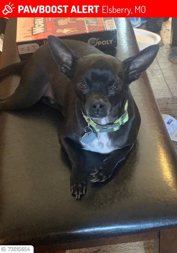 Lost Male Dog last seen Ehmler Lane down in the woods, Elsberry, MO 63343