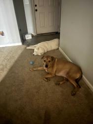 Lost Male Dog last seen Edgewater /lowenstein Richland hills, Wake Forest, NC 27587