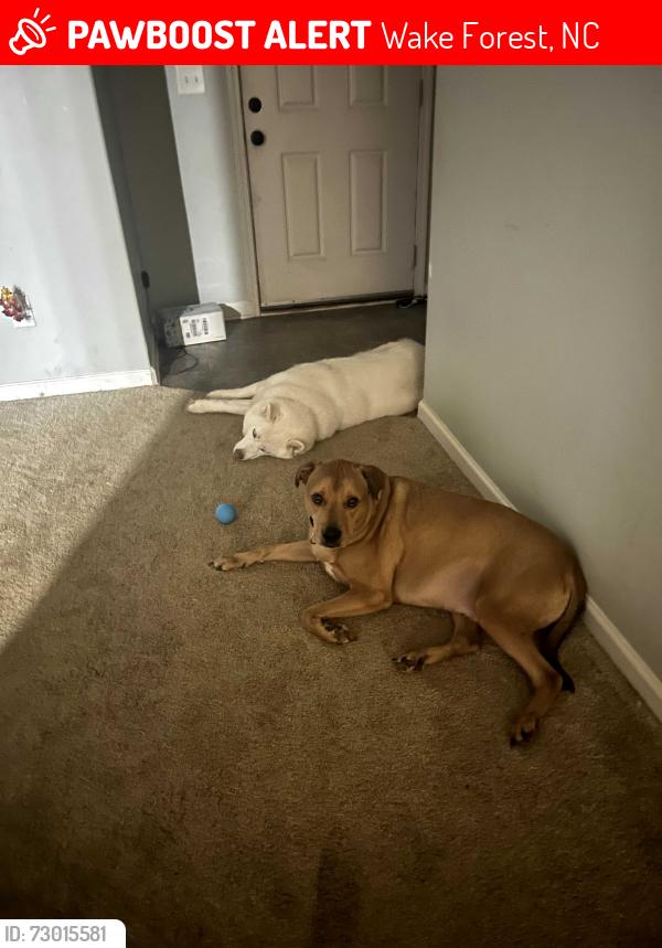 Lost Male Dog last seen Edgewater /lowenstein Richland hills, Wake Forest, NC 27587