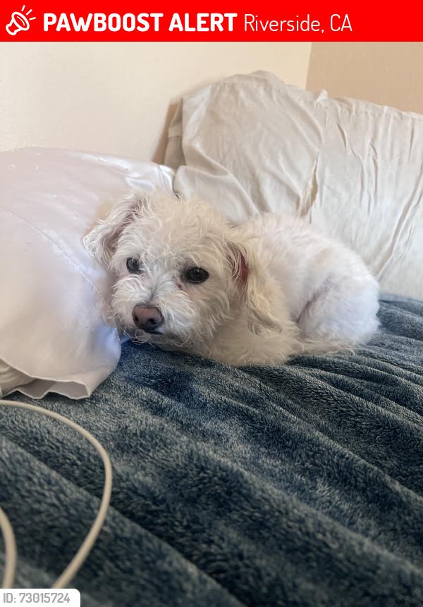 Lost Male Dog last seen Peacock Lane, Riverside, Riverside, CA 92505