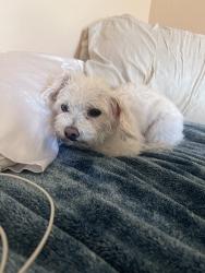 Lost Male Dog last seen Peacock Lane, Riverside, Riverside, CA 92505