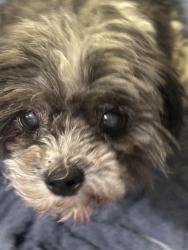Lost Female Dog last seen Woodman, San Diego, CA 92114
