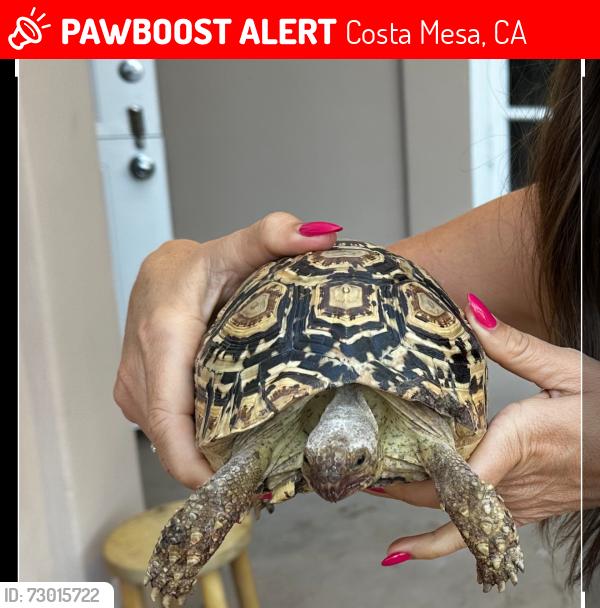 Lost Male Reptile last seen santa ana and magnolia or westminster , Costa Mesa, CA 92627