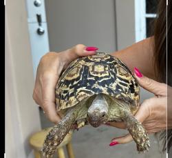 Lost Male Reptile last seen santa ana and magnolia or westminster , Costa Mesa, CA 92627