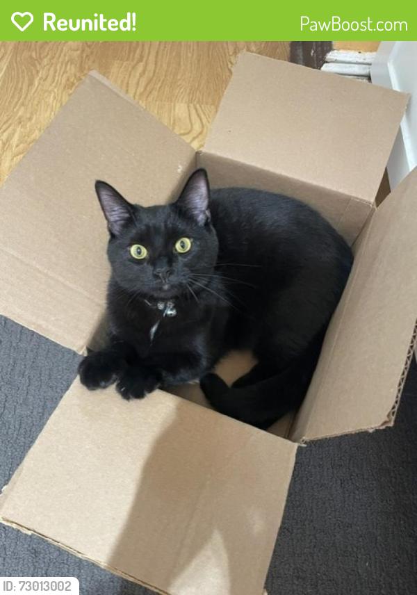 Reunited Male Cat last seen First Avenue between Franklin and Oaks Ct/Drive , Franklin Square, NY 11010