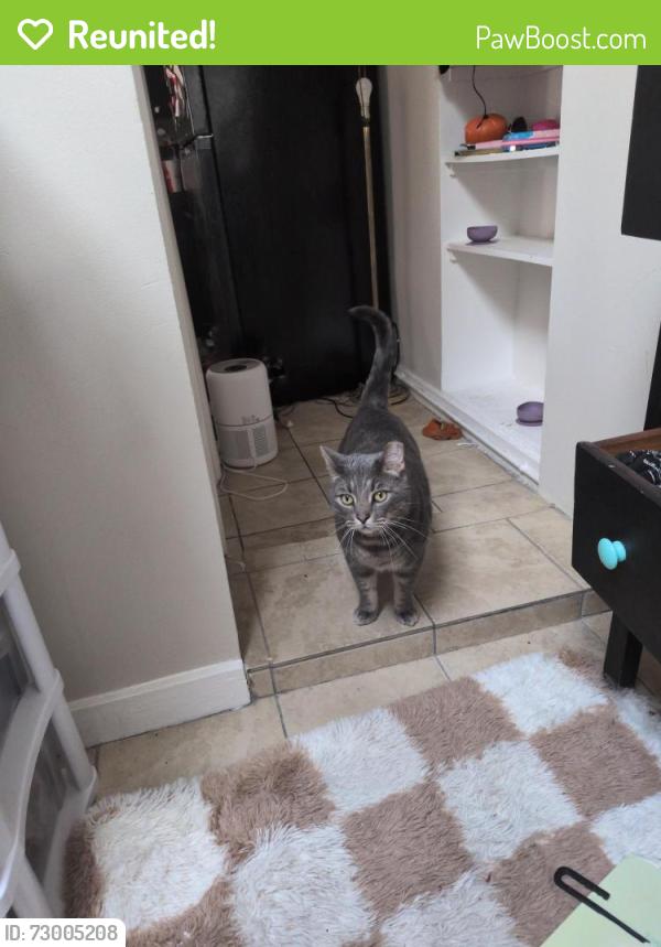 Reunited Male Cat last seen Fox and tuxedo , Baltimore, MD 21211