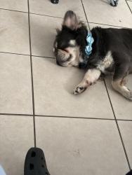 Lost Male Dog last seen 14th st w , Bradenton, FL 34205