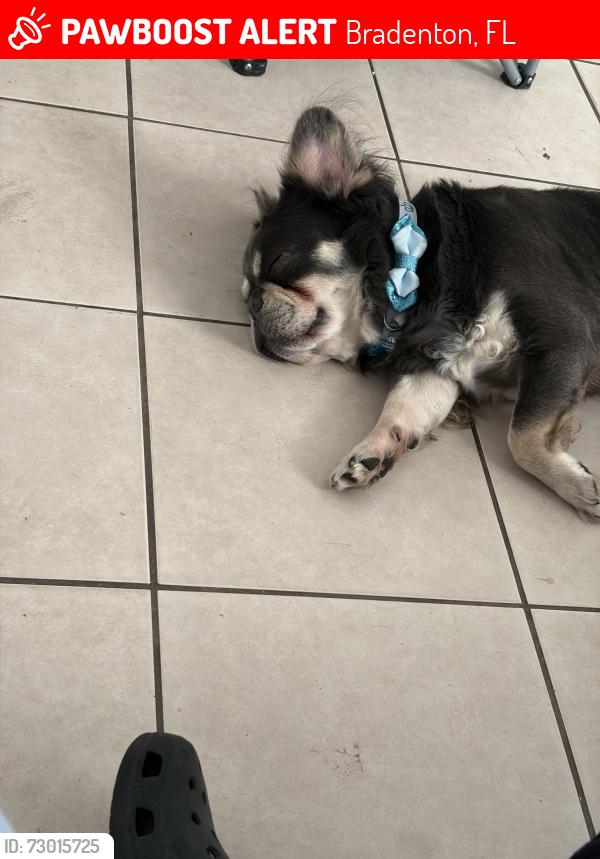 Lost Male Dog last seen 14th st w , Bradenton, FL 34205