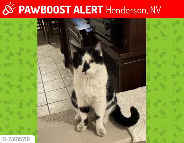 Lost Male Cat last seen Boulder and Racetrack- Clark County Museum, Henderson, NV 89015