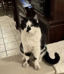 Lost Male Cat last seen Boulder and Racetrack- Clark County Museum, Henderson, NV 89015