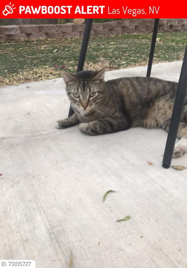 Lost Female Cat last seen Gowen in Fort Apache, Las Vegas, NV 89129