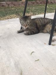 Lost Female Cat last seen Gowen in Fort Apache, Las Vegas, NV 89129
