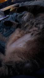 Reunited Female Cat last seen Near south rosemont rd, Virginia Beach, VA 23452