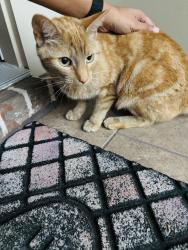 Found/Stray Unknown Cat last seen Farnsworth Dr, Tallahassee, FL 32312