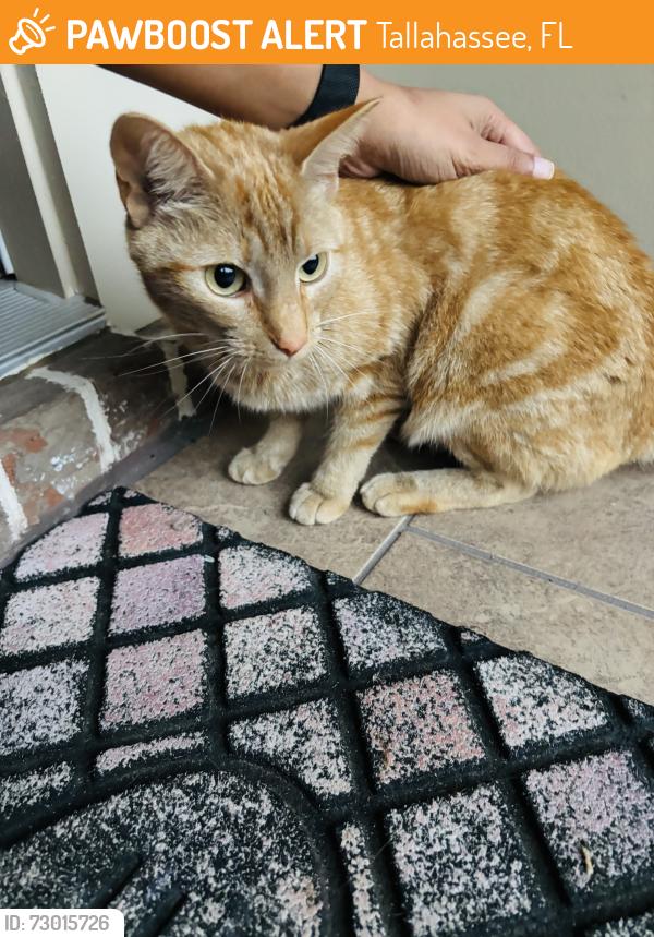 Found/Stray Unknown Cat last seen Farnsworth Dr, Tallahassee, FL 32312