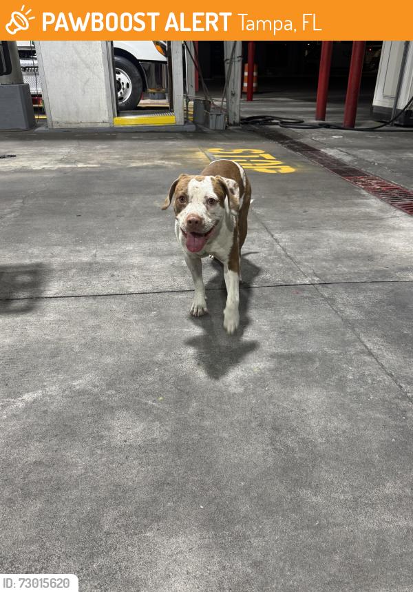 Found/Stray Male Dog last seen N 40th and E Dr Martin Luther King Junior Boulevard, Tampa, FL 33610