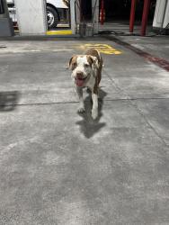 Found/Stray Male Dog last seen N 40th and E Dr Martin Luther King Junior Boulevard, Tampa, FL 33610