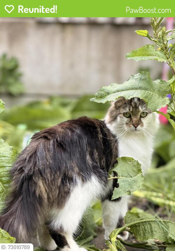 Reunited Male Cat last seen Warren Rd, Stoke-on-Trent ST6 6HW, UK, Stoke-on-Trent, England ST6 6HW