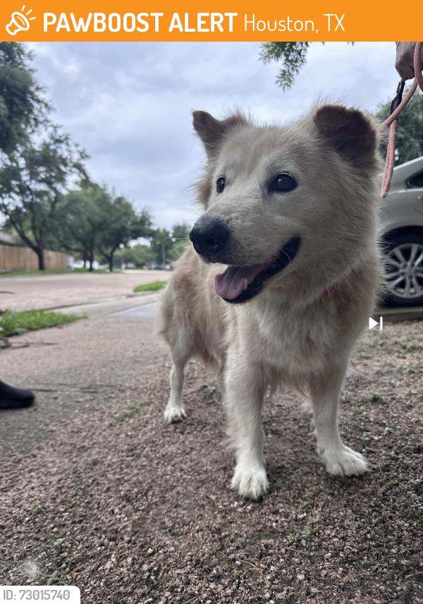 Found/Stray Male Dog last seen West Belford avenue and Hwy 6, Houston, TX 77035