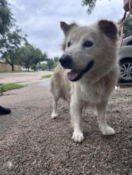 Found/Stray Male Dog last seen West Belford avenue and Hwy 6, Houston, TX 77035