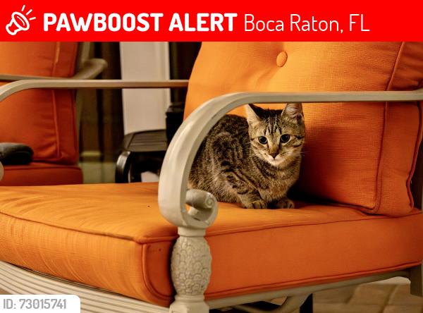Lost Female Cat last seen Hillsboro canal north side b/w powerline and military , Boca Raton, FL 33433