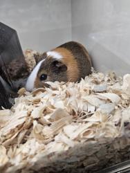 Shelter Stray Female Guinea pig last seen Near Broening Hwy, 21224, MD, 2490 Giles Rd, Baltimore, MD 21225, USA