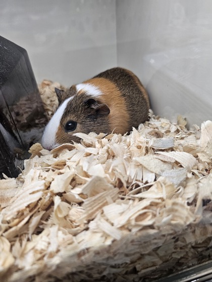 Shelter Stray Female Guinea pig last seen Near Broening Hwy, 21224, MD, 2490 Giles Rd, Baltimore, MD 21225, USA