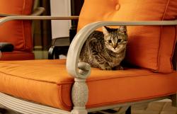 Lost Female Cat last seen Hillsboro canal north side b/w powerline and military , Boca Raton, FL 33433