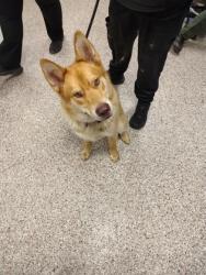 Shelter Stray Male Dog last seen Shell gas station off Exit 14, County/Unicorporated, NC, 1491 Business Park Ct, Gastonia, NC 28052, USA