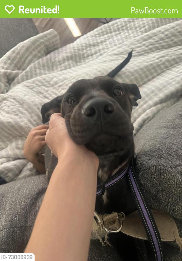 Reunited Female Dog last seen Mountain park apmts , Phoenix, AZ 85044