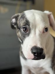Lost Male Dog last seen Near west 127th st , New York, NY 10027