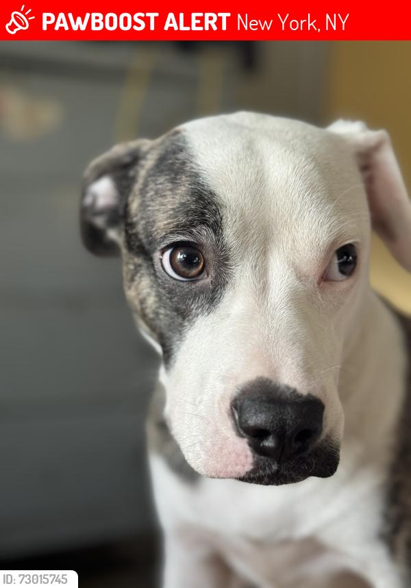 Lost Male Dog last seen Near west 127th st , New York, NY 10027