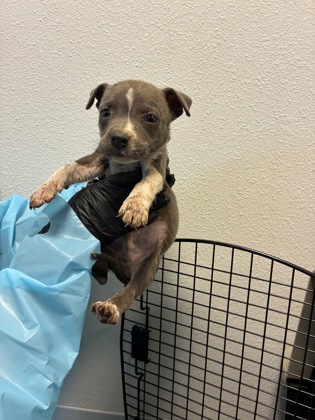 Shelter Stray Male Dog last seen S Walnut Ave & E Annadale Ave, Fresno Zone Fresno CO 1A 93706, , 1510 W Dan Ronquillo Dr, Fresno, CA 93706, USA