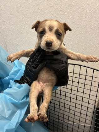 Shelter Stray Female Dog last seen S Walnut Ave & E Annadale Ave, Fresno Zone Fresno CO 1A 93706, , 1510 W Dan Ronquillo Dr, Fresno, CA 93706, USA
