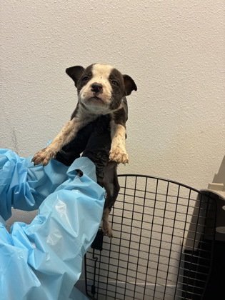 Shelter Stray Female Dog last seen S Walnut Ave & E Annadale Ave, Fresno Zone Fresno CO 1A 93706, , 1510 W Dan Ronquillo Dr, Fresno, CA 93706, USA