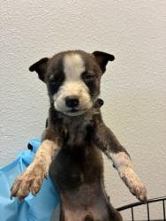 Shelter Stray Female Dog last seen S Walnut Ave & E Annadale Ave, Fresno Zone Fresno CO 1A 93706, , 1510 W Dan Ronquillo Dr, Fresno, CA 93706, USA