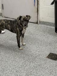 Shelter Stray Male Dog last seen Block of McMillan Rd, Knox County GP, TN, 3201 Division St, Knoxville, TN 37919, USA