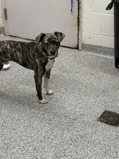Shelter Stray Male Dog last seen Block of McMillan Rd, Knox County GP, TN, 3201 Division St, Knoxville, TN 37919, USA