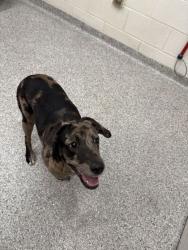 Shelter Stray Female Dog last seen Near Central Ave, Knox County GP, TN, 3201 Division St, Knoxville, TN 37919, USA