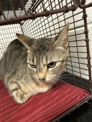 Shelter Stray Female Cat last seen Block of 4th Ave, Knox County GP, TN, 3201 Division St, Knoxville, TN 37919, USA