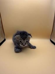 Shelter Stray Male Cat last seen Block of 4th Ave, Knox County GP, TN, 3201 Division St, Knoxville, TN 37919, USA