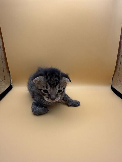 Shelter Stray Male Cat last seen Block of 4th Ave, Knox County GP, TN, 3201 Division St, Knoxville, TN 37919, USA