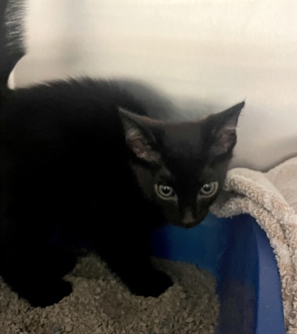 Shelter Stray Male Cat last seen Near Arcadia Drive, Keller, TX, 330 Rufe Snow Dr, Keller, TX 76248, USA