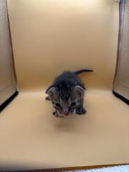 Shelter Stray Female Cat last seen Block of 4th Ave, Knox County GP, TN, 3201 Division St, Knoxville, TN 37919, USA