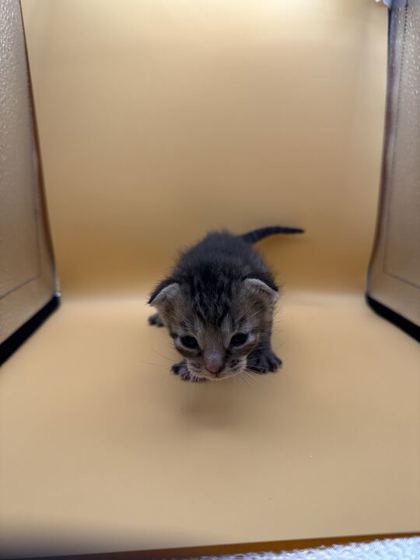 Shelter Stray Female Cat last seen Block of 4th Ave, Knox County GP, TN, 3201 Division St, Knoxville, TN 37919, USA
