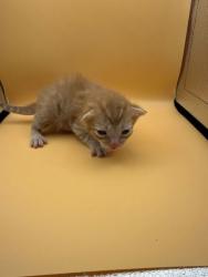 Shelter Stray Male Cat last seen Block of 4th Ave, Knox County GP, TN, 3201 Division St, Knoxville, TN 37919, USA